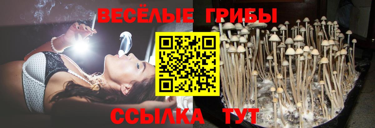 Галлюциногенные грибы мухоморы  Большой Камень  Галлюциногенные грибы Psilocybe 